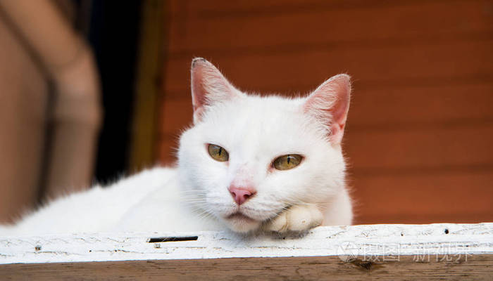 白色的猫躺在木头上