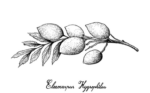 白色背景杜英 Hygrophilus 手画