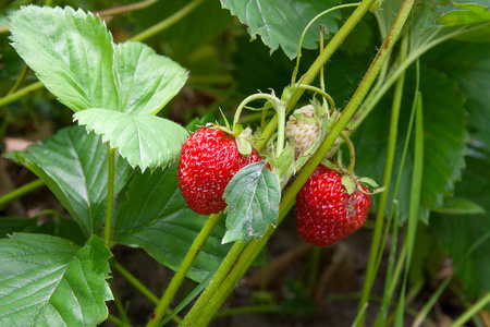 成熟的浆果和树叶草莓。草莓上快活