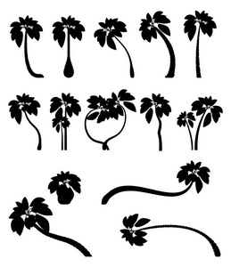 用树叶成熟的和年轻的植物来设置热带棕榈树。黑色剪影被隔离在白色背景上。向量。棕榈图标