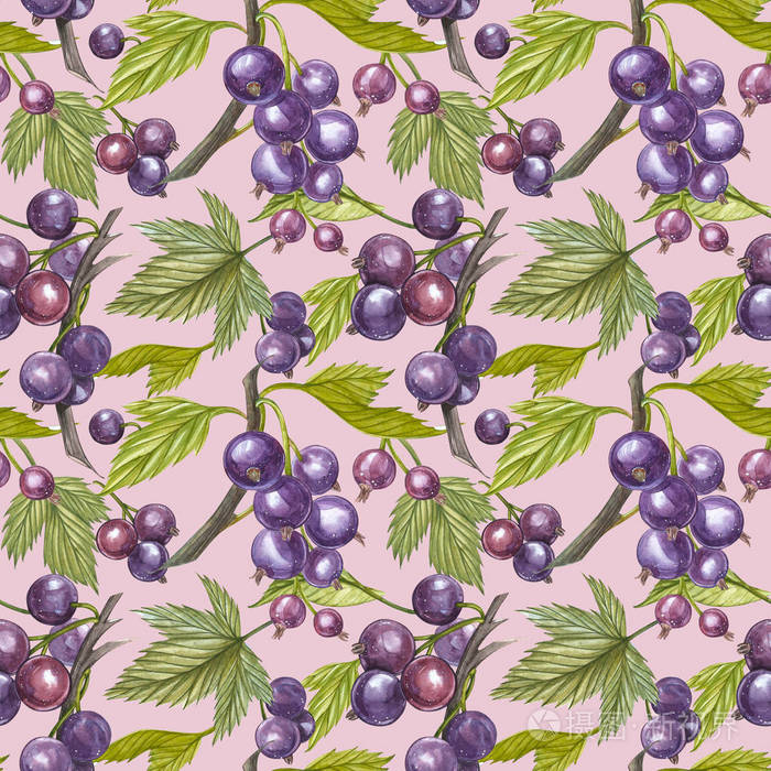 黑醋栗, 叶子在白色背景下分离.手绘水彩插图.无缝模式