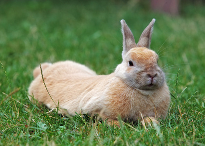 兔子在绿色草地上