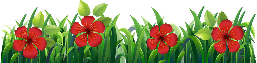 杜鹃的性质图片