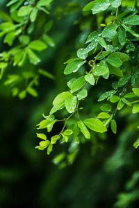 雨季的绿叶