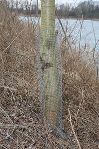 被遮蔽的树网在海狸之前毁坏树图片