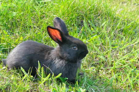 绿草背景上的小兔子