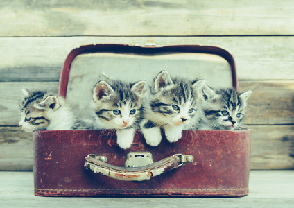 在手提箱里的小猫