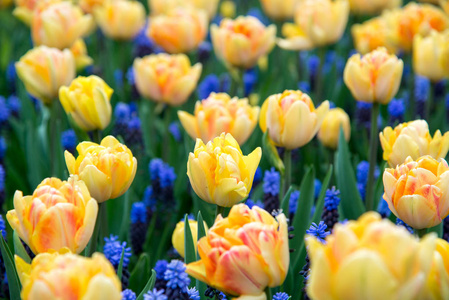 春天背景与美丽的黄色郁金香在公园