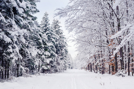 通过与雪冰冻森林路