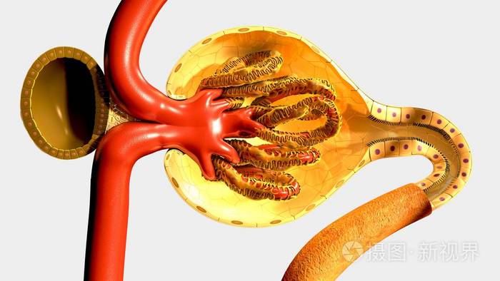 肾单位人类肾脏的一部分