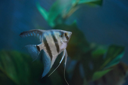 五颜六色的水族馆与鱼背景