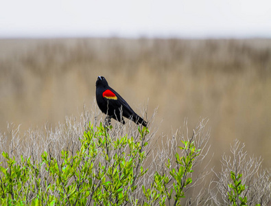 红翅黑鸟栖息在灌木上的湿地图片