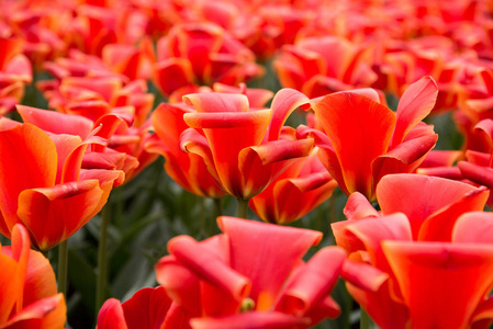 在公园里的红色郁金香的组。春景