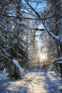 森林景观阳光冬雪