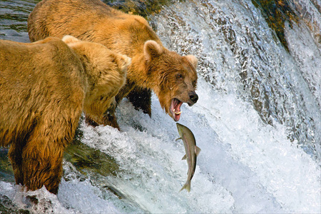 熊。鱼。钓鱼。阿拉斯加