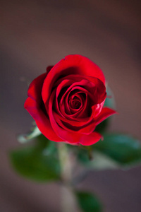 美丽的红玫瑰特写。一朵玫瑰
