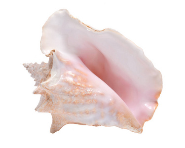 大粉红女王海螺贝壳