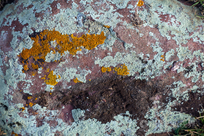 由多彩灰色绿色红色橙色苔藓覆盖的花岗岩石材的纹理