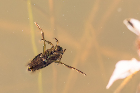 Backswimmer 水 bug