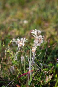 雪绒花花附近形象