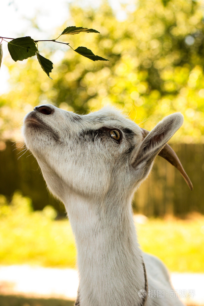 年轻的角的山羊