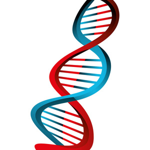 Dna 分子的结构