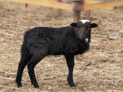 畅感萌宠家族黑绵羊, 在春天的地中海牧场上的羔羊照片