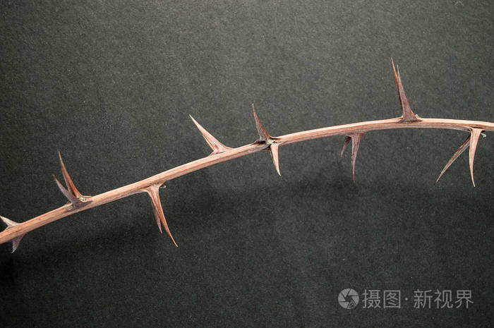 荆棘干荆棘和尖针站在黑色的地面上