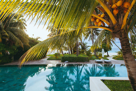 美丽的无边池与棕榈在美丽的度假村在天堂岛的背景