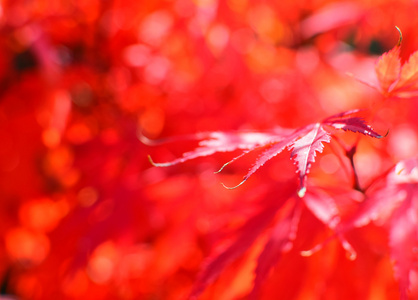 红色的树叶背景