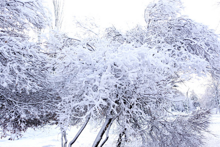 雪后的冬季公园。树木和灌木覆盖着大雪