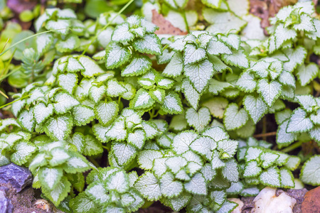 斑点死荨麻Lamium 百合, 一个观赏品种白南茜。花园的花坛里的植物