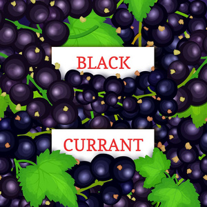 黑色浆果背景上的两个白色长方形标签。矢量卡片插图。黑醋栗水果和树叶包装设计果汁, 果酱, 冰淇淋, 冰沙, 排毒, 化妆品, 茶