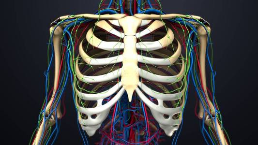 人类胸廓解剖照片