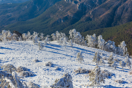 冬天大雪山林