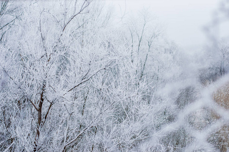 冬季雪上的树木