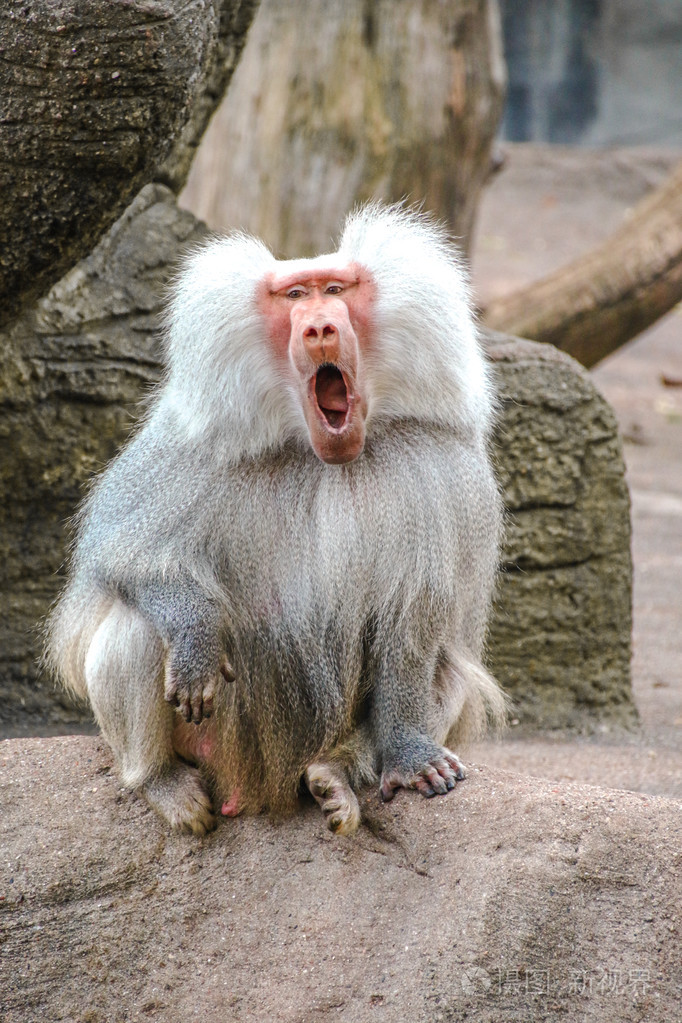 男性hamadryas狒狒