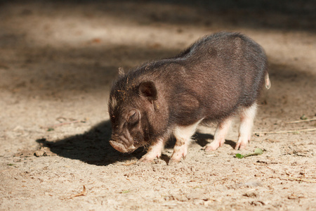 贵州小型猪图片
