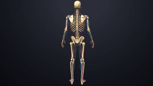 人类的骨架结构图片