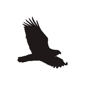 鹰剪影矢量集照片