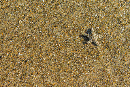 小海星砂的背景