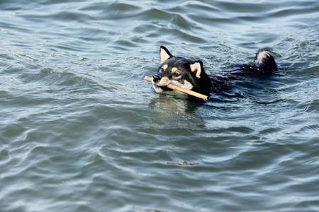 shiba inu 狗