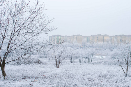 冬季雪上的树木