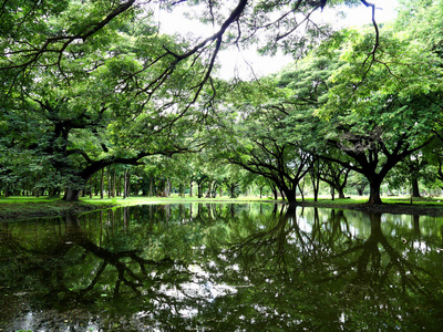 树荫反射从水背景