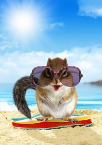 在夏天度假，在海滩上的松鼠搞笑动物