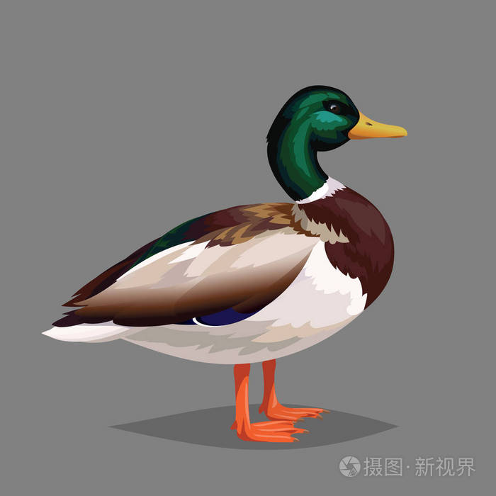 现实鸟野鸭在灰色的背景上插画-正版商用图片0gpjta-摄图新视界