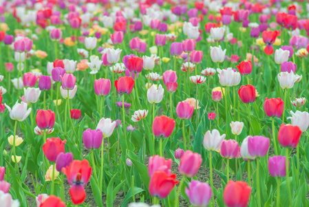 色彩艳丽的郁金香花的花园里