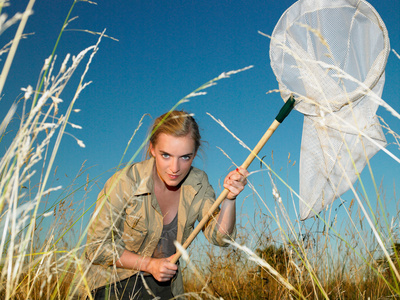 狩猎的蝴蝶图片