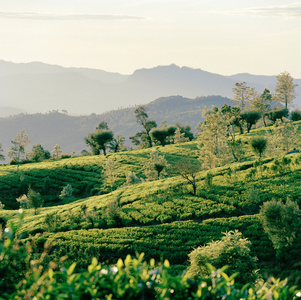 斯里兰卡努瓦拉伊利亚茶园图片