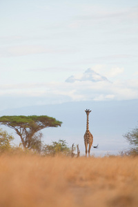 肯尼亚安博塞利国家公园长颈鹿图片